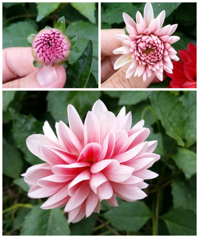 TIME! to study the perfectly folded petals of these Dahlias and feel the marvel that they deserve. What a luxury :-)